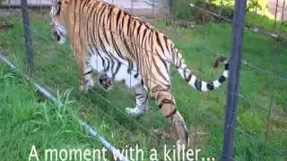 Detroit Tiger's Crazy Charge
