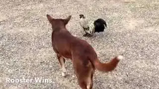 Red cloud kelpie, stand off with Rooster