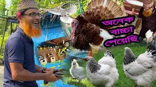 আলহামদুলিল্লাহ কবুতর গুলা থেকে একের পর এক ডিম বা'চ্চা পেয়ে যাচ্ছি।❤️❤️