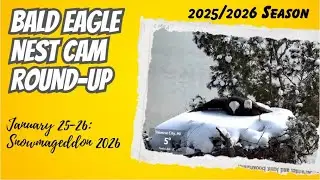 Nest Round-Up: Snowmageddon 2026 (1/25 - 1/26)