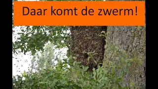 zwerm bijen neemt intrek in bijenkast - timelapse