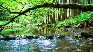 Calming Forest Ambience 🌿 River Flowing Birds Chirping in Hidden Forest Ambience for Rest, Medicine