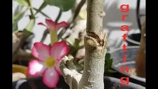 How to select Rootstock & scion for successful GRAFTING in adenium?(हिन्दी)