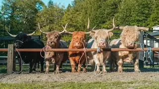 Изучение разведения миниатюрного высокогорного скота с помощью Trans Ova Genetics | Отзывы клиентов