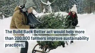 Climate Voices - MN Christmas Tree Farmers