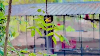 Green Paradise on My Terrace | Peaceful Home Aviary View 🌿🐦