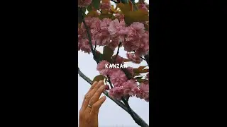 Top Favourite Cherry Blossoms: Kanzan