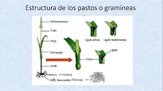 Unidad 2.1 del Curso Producción y Manejo de Forrajes- La Planta Forrajera- parte 1