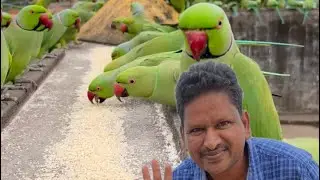 Ring neck parrots eating sesame seeds@narendrapantham /parakeets food ahorts #birds #parrot #foryou 