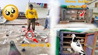 My New Pigeon Vlog🕊️ || Kbuter video 🥰||#pigeon #bird #pigeonlaver #kabutar 