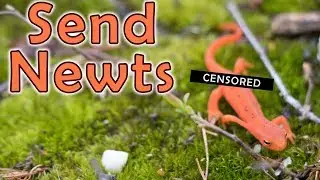 Send newts -  Eastern newts or red spotted newts