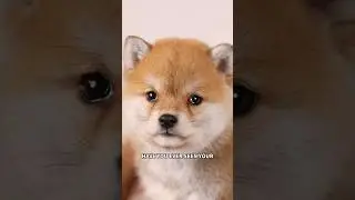 Dog cry #dogs #pets #cutedog
