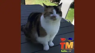 TechMeow