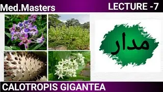 Aak / calotropis gigantea/ milk weed/ مدار/ اک/ عشر/ mufradat lecture -7 Bums/Bams