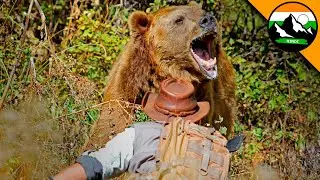 सबसे खतरनाक शिकारी से अप्रत्याशित मुठभेड़। ग्रिज़ली भालू का हमला | Brave Wilderness Hindi