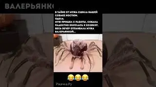 #шутки #юмор #смех #приколы #funny #jokes #comedy #memes #youtubeshorts #shorts