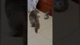 quite funny animals sort virul videos 🐱🐱🐶🐶🐭