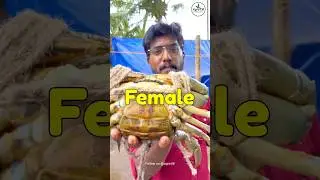 How To Start CRAB Farming ?🦀🔥/ Is CRAB Business Profitable? 📊#crab #business