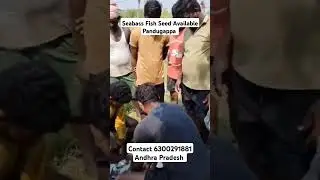 Seabass Fish Seed Available Pandugappa Contact 6300291881 Andhra Pradesh #trending #shorts #trending