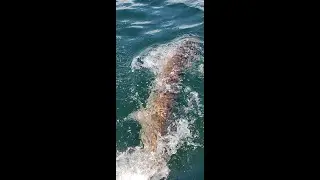 8 year old vs monster musky, st.lawrence river