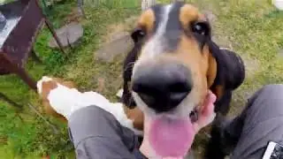 Боня умывает Шрэка Видео про собак. Dog video. Жизнь собак. Live Dog.