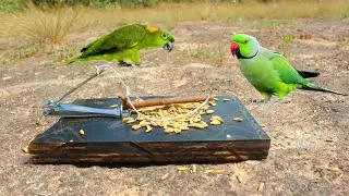 Creative Parrot Bird Trap Made Of Nail Clippers - Technique Installing Unique Bird Trap