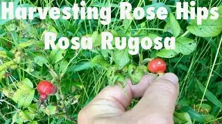 Harvesting Rose Hips Rosa Rugosa