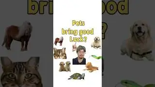 The Secret Power of Pets &ndash; Attract Wealth, Love & Luck Naturally!#Pets #Fengshui #zodiac