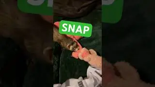 Snap Decision