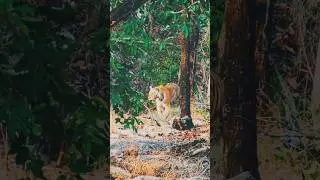Pench Tiger Reserve||Jungle Safari me Denst forest me chalte Tiger ki bumper sighting hui||#wildlife