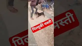 बिल्लू कीमस्ती #song #music #german #gsds #comedyfilms #comedy #germanshepheard #dog musti 🥰❤️😂🤣😺💐