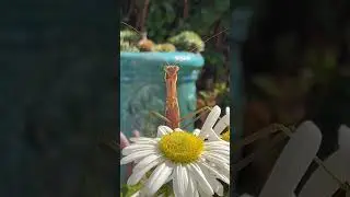 #naturetherapy #nature #natureinfocus #prayingmantis