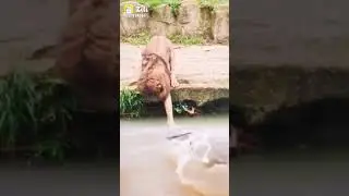 shark vs lion fight || Shark fish attack