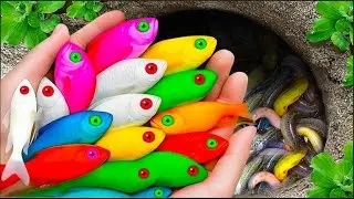 Catch beautiful aquarium fish in small pond: baby fish, eels, nemo fish, cute fish, tadpoles