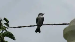 Gray Kingbird