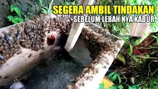 Bongkar semua untuk sarang madu yang rusak