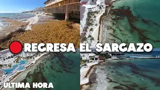 Playa Del Carmen Ahora Mismo🔴Mucho Sargazo Empieza A Llegar  9 Enero 2026