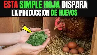 Agrega ESTAS HOJAS picadas a su ALIMENTO y prepárate para recoger huevos más grandes y sanos