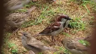 Papa sparrow trying to feed his two hungry kids