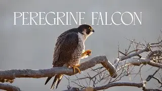 Peregrine Falcons perched on the precipice
