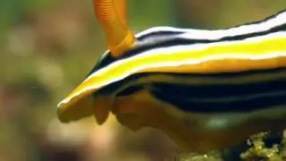Chromodoris nudibranch