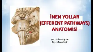 İnen Yollar  | Efferent  Pathways | Nöroanatomi Konu Anlatımı - 10
