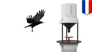Startup training crows to pick up cigarette butts in exchange for food - TomoNews