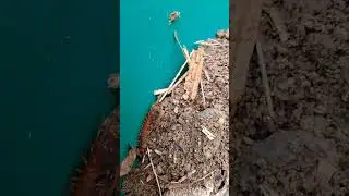 Emigration and compost. Tranquillity and humus. Грядки, коляски, сады, черви, раскопки #garden #calm