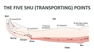 THE FIVE SHU (TRANSPORTING) POINTS IN ACUPUNCTURE