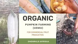 Organic Pumpkin farming for commercial fruit production 1 ( seed processing, manuring and planting