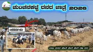 ಚುಂಚನಕಟ್ಟೆ ದನದ ಜಾತ್ರೆಯಲ್ಲಿ ಬೇರೆ ಬೇರೆ ತಳಿ ದನಗಳು chunchanakattejatre2026 .#chunchanakattejatr2026 #cow