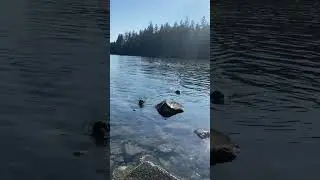 Off season duck retrieving  training #shorts #lab
