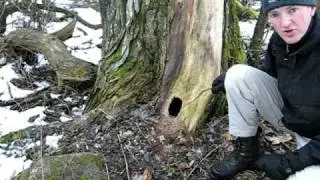 The 