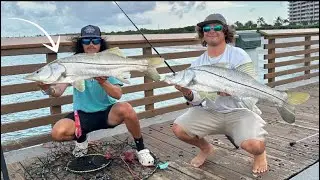 SNOOK FISHING AT JUNO PIER